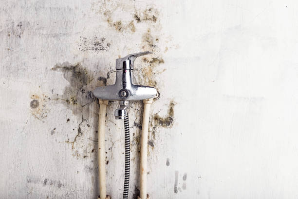 Best Insurance-Related Mold Remediation in Beecher, IL