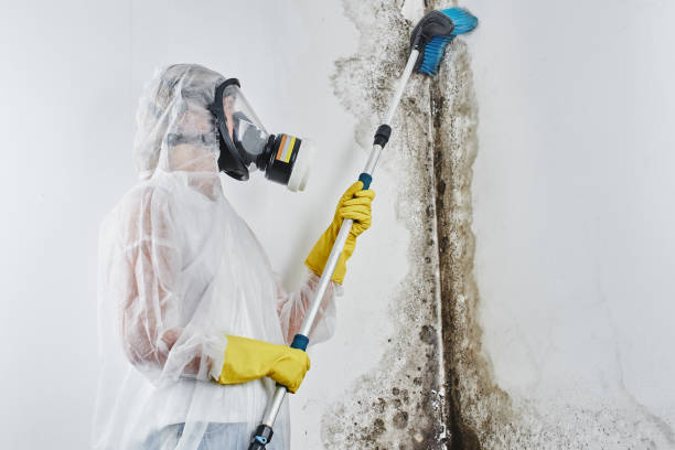 Best Bathroom Mold Remediation in Beecher, IL