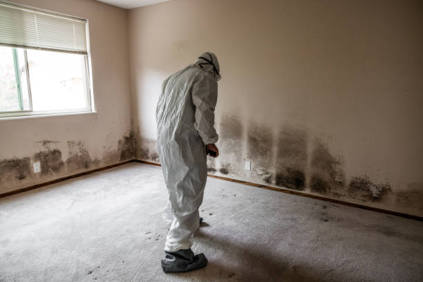 Best Kitchen Mold Remediation in Beecher, IL