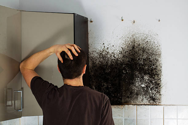 Best Commercial Mold Remediation in Beecher, IL