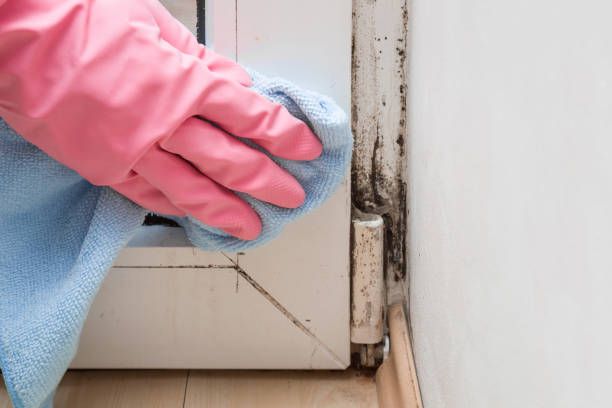 Best Industrial Mold Remediation in Beecher, IL